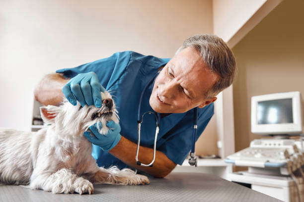 Best Dental Abscess Treatment in Benson, MN